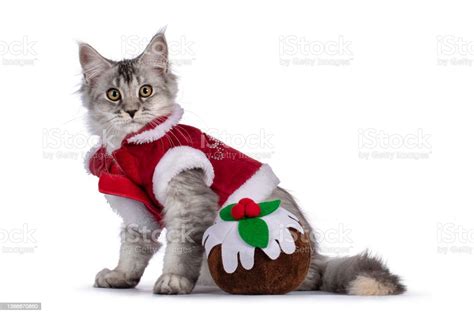 Christmas Maine Coon Cat Kitten On White Background Stock Photo