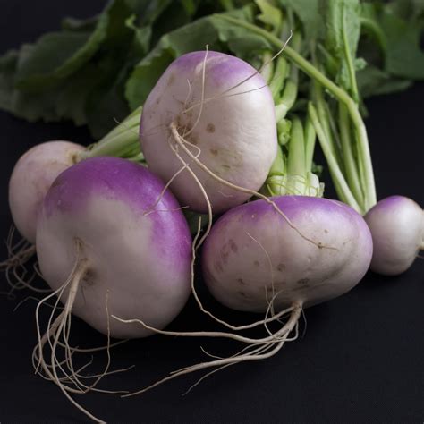 Turnip Milan Purple Premier Seeds Direct