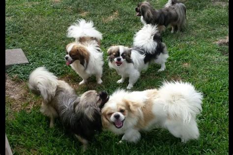 Tibetan Spaniel Puppies For Sale