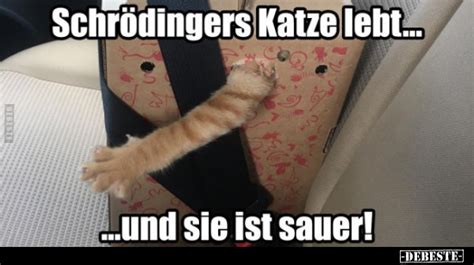 Schrödingers Katze lebt und sie ist sauer DEBESTE de