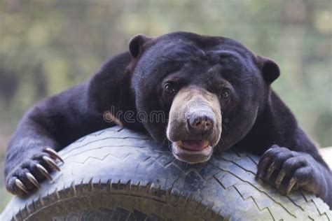 Malayan Sun Bear Stock Photo Image Of Looking Brown 49493448