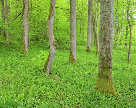 Oak Trees In Forest by Raimund Linke