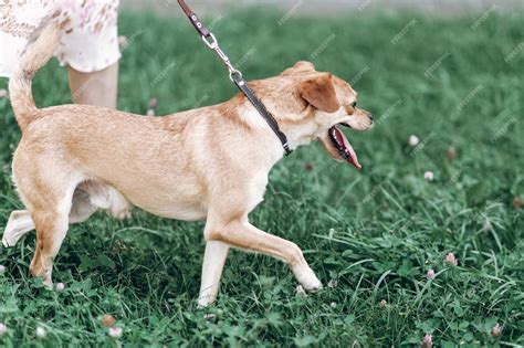 Premium Photo Happy Dog Walking In A Park Grass In The Background