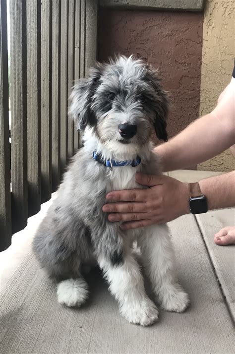 Aussiedoodle Raining Cats And Dogs Cute Dogs Cute Dogs And Puppies