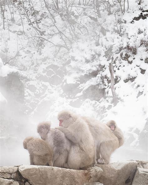 Jigokudani Snow Monkey Park In Japan Monkeys Bathing In Natural Hot Springs Photography By