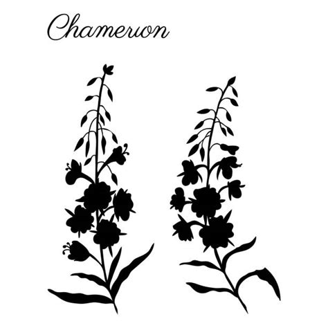 Fireweed Illustrations Royalty Free Vector Graphics And Clip Art Istock