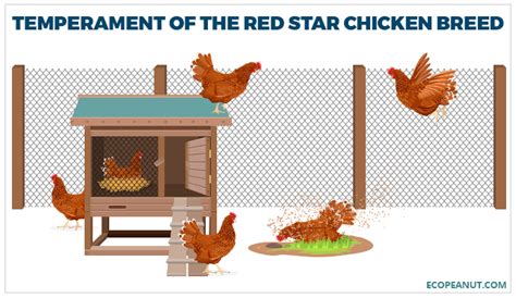 Red Star Sexlink Chickens