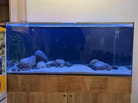 New Cichlid tank - suggestions : r/Cichlid