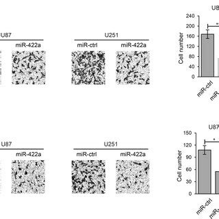 Mir A Represses Glioma Cell Proliferation Migration And Invasion