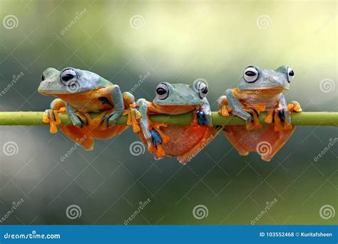 Javan Tree Frog Front View On Branch, Javan Tree Frog Royalty-Free ...