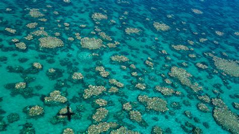 A Close Up Look At The Catastrophic Bleaching Of The Great Barrier Reef