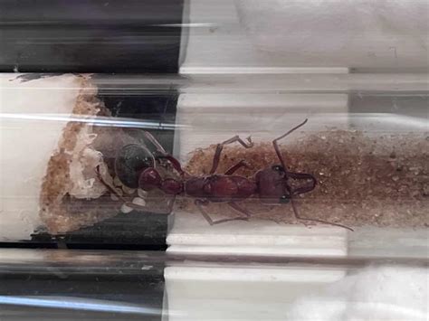 GIANT RED BULL ANT QUEEN 8 Eggs Ants Online