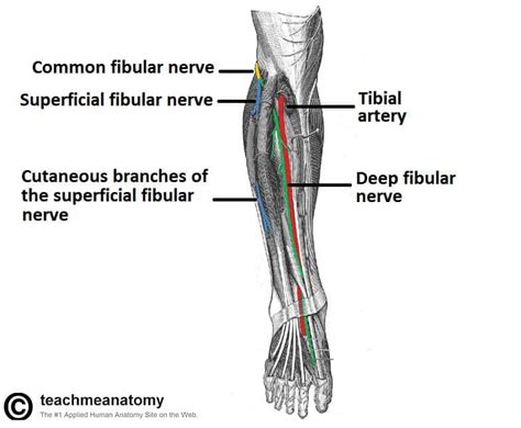 The Common Fibular Nerve - Course - Motor - Sensory - TeachMeAnatomy