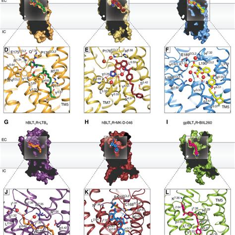 Ligand poses and corresponding ligand-binding pockets in leukotriene... | Download Scientific ...