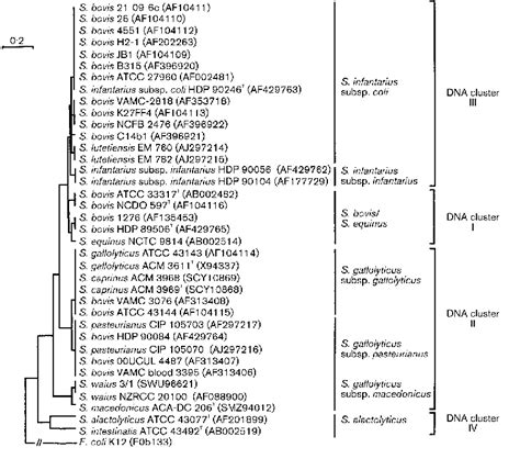 Figure 2 From Reappraisal Of The Taxonomy Of The Streptococcus Bovis