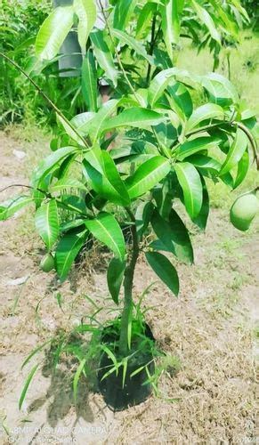 Baramasi Mango Plant At Rs 150 Piece Lucknow Id 26186845062