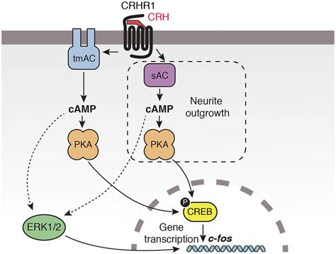 Proposed Model For Crhr Signalling Involved In Cell Differentiation