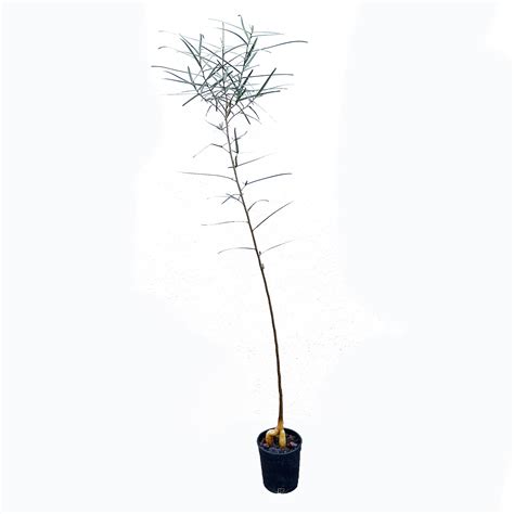 Brachychiton Rupestris Australian Bottle Tree XL SarahCotta Plants