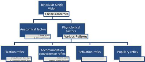 Binocular Functions | IntechOpen