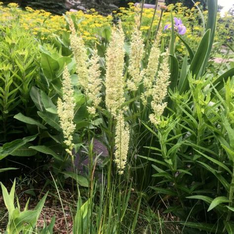 Mn Native June Grass Plants Natural Shore Technologies