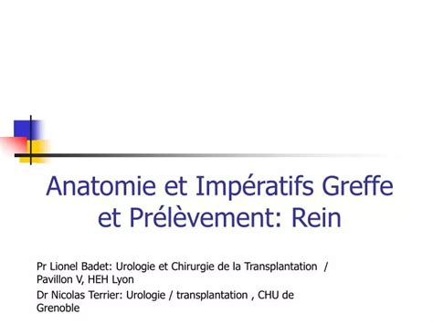 Ppt Anatomie Et Imp Ratifs Greffe Et Pr L Vement Rein Powerpoint