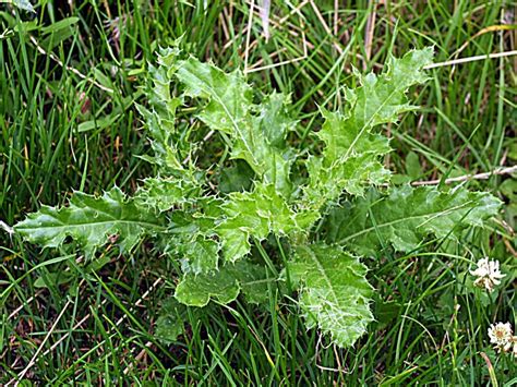 Thistle - Barmac Pty Ltd