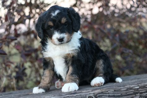 Mini Bernedoodle Breeder Miniature Bernedoodle Puppies For Sale