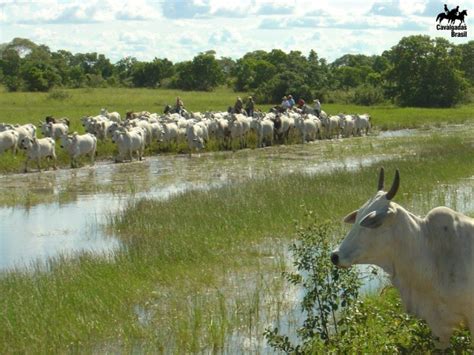 Lida Gado No Pantanal Cavalus