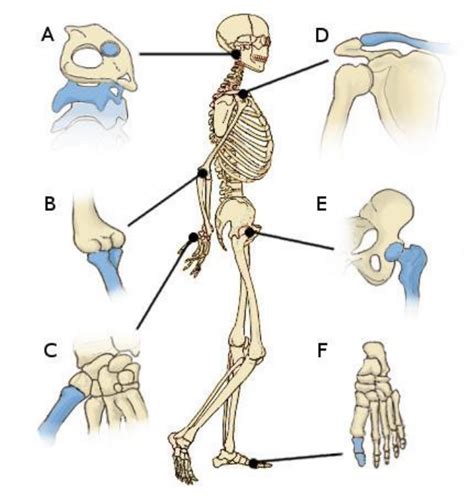 Types Of Joints Diagram Quizlet