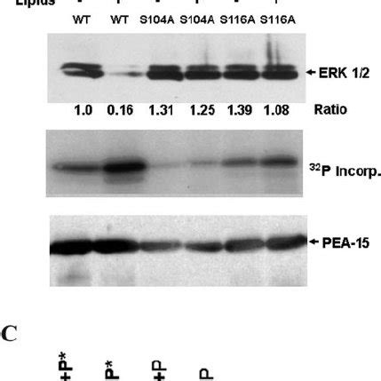 Phosphorylation Of Pea Blocks Binding To Erk Recombinant