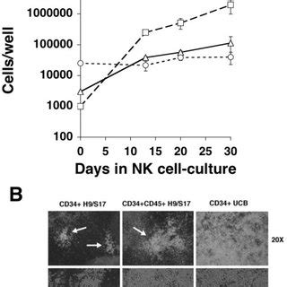 Proliferation Of Hesc Derived Cells Cultured In Nk Conditions A