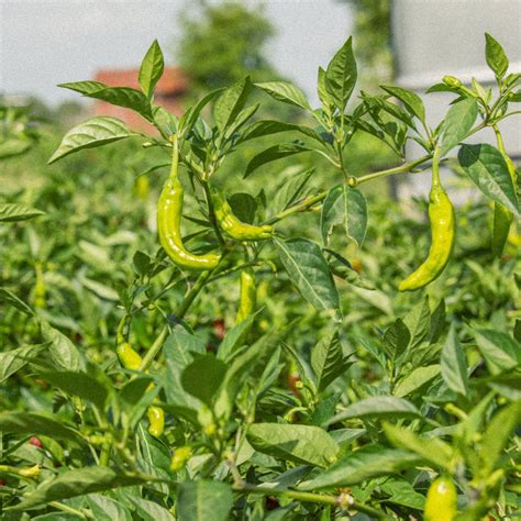 Bulk Shishito Peppers — Ark Foods - A Modern-Day Farming Company