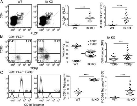 Innate Plzfcd4 αβ T Cells Develop And Expand In The Absence Of Itk