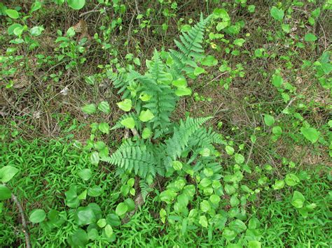 Dryopteris Cristata Crested Wood Fern In A Seepy Area New Flickr