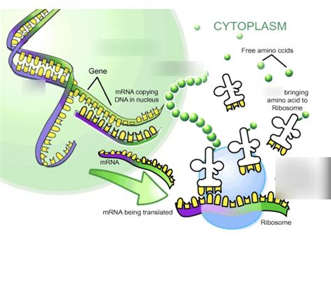 Protein Synthesis Diagram Quizlet