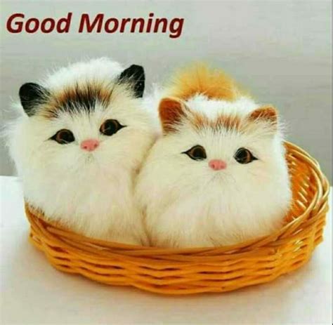 Cute Animal Good Morning Animal Klw