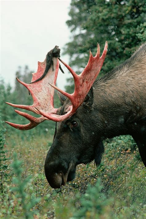 Do Cow Moose Have Antlers? Unveiling the Fascinating Truth! - Best ...
