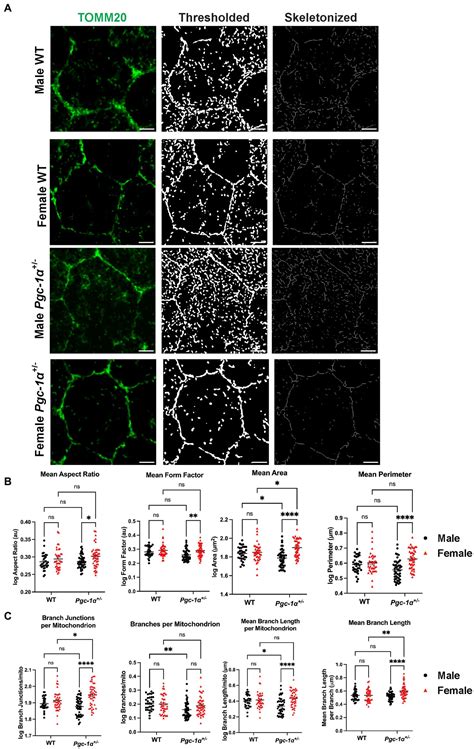 Frontiers Sex Dependent Regulation Of Retinal Pigment Epithelium And