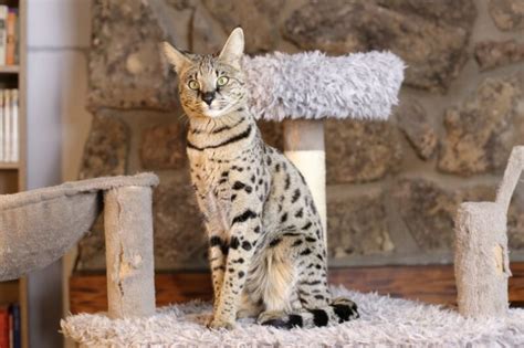 21 Hybrid Cat Breeds (With Pictures) - Catster