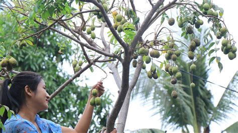 Harvest June Plum Fruits Yummy June Plum Fruits Recipe Prepare By