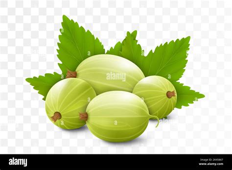 Realistic Detailed 3d Gooseberries With Green Leaves Isolated On