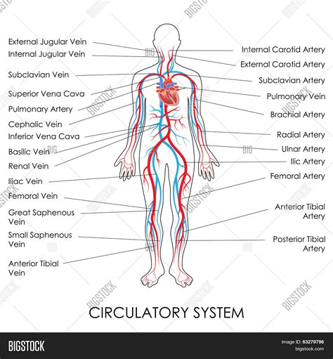 Circulatory System Vector And Photo Free Trial Bigstock