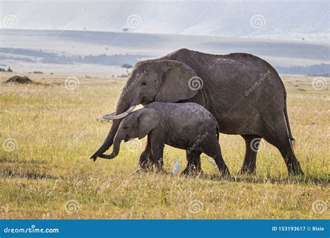 Elefanti Del Bambino E Della Madre In Masai Mara Immagine Stock