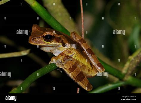 Ranas sapos ranas de árbol Costa Rica la rana arborícola Smilisca