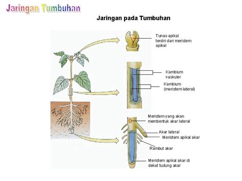 Jaringan pada Tumbuhan Tunas apikal terdiri dari meristem