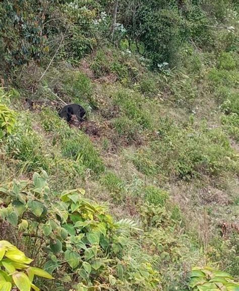 Fotos Reportan Avistamiento De Enorme Oso En Ciudad Bolívar Antioquia