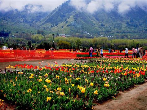 CHINAR SHADE : TULIP GARDEN OF KASHMIR AND A POETIC COUPLET