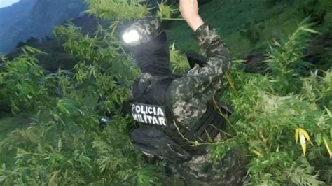 Incineran 42 mil arbustos de coca en dos plantaciones en Colón