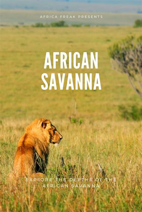 African Savanna Pure Wildlife Magic African Jungle Savanna Africa