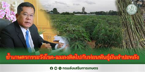 กรมส่งเสริมการเกษตร ย้ำเกษตรกรระวังโรค แมลงติดไปกับท่อนพันธุ์มัน